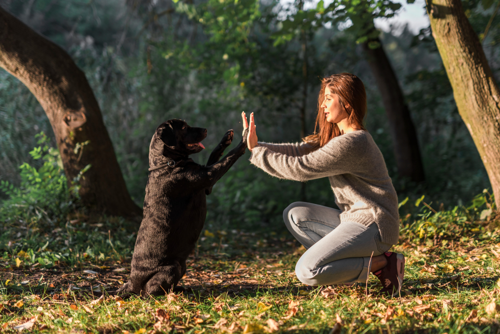 Devenir éducateur canin grâce à la reconversion professionnelle